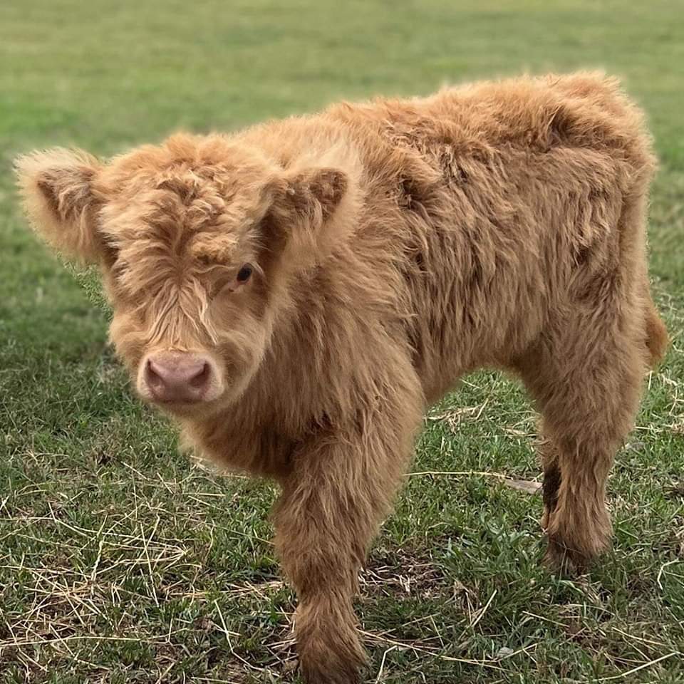 Available Highland Cows - Miniature Highland Cow