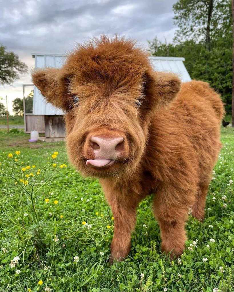 Available Calves - Miniature Highland Cow